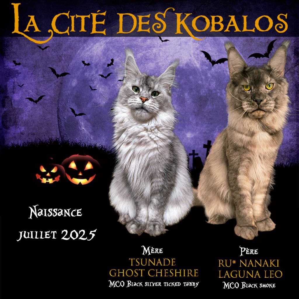 Naissance chatons Maine Coon !