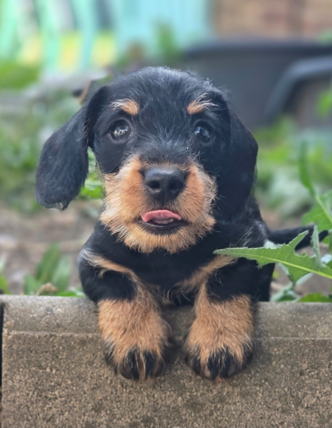 De La Cité Des Kobalos - Chiots disponibles - Teckel poil dur