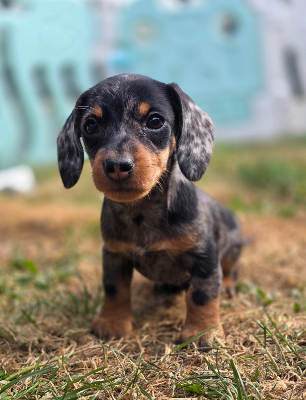 De La Cité Des Kobalos - Chiots disponibles - Teckel poil dur